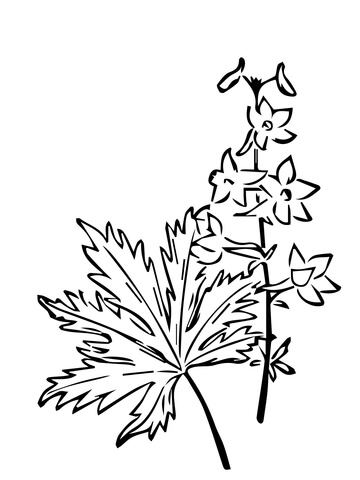 Delphinium Trolliifolium Or Columbian Larkspur Coloring Page